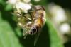 Eristalis sp.